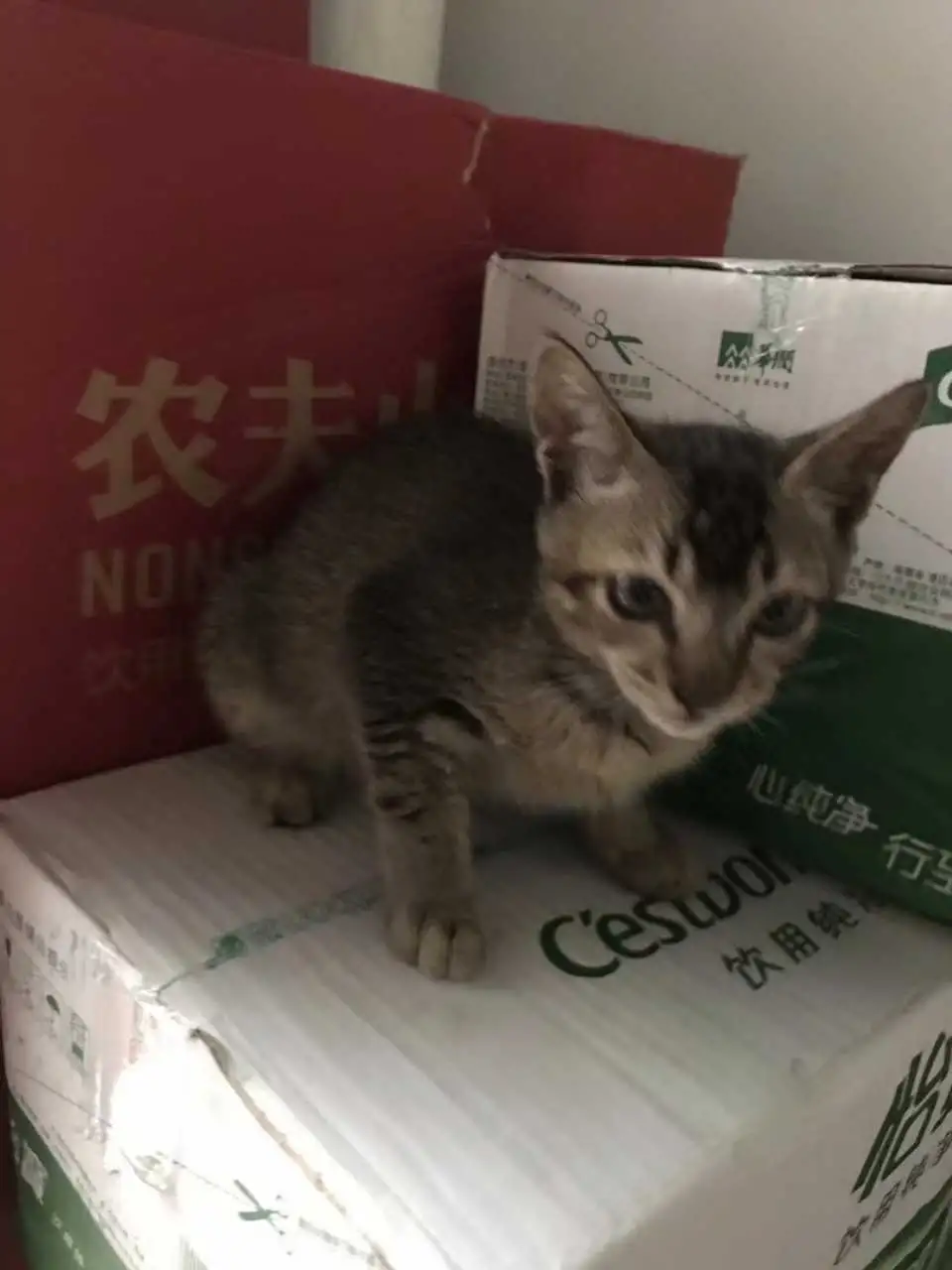 1月23日三亚市三亚领养雄性猫,宠物猫,猫咪【领养启示/启事】