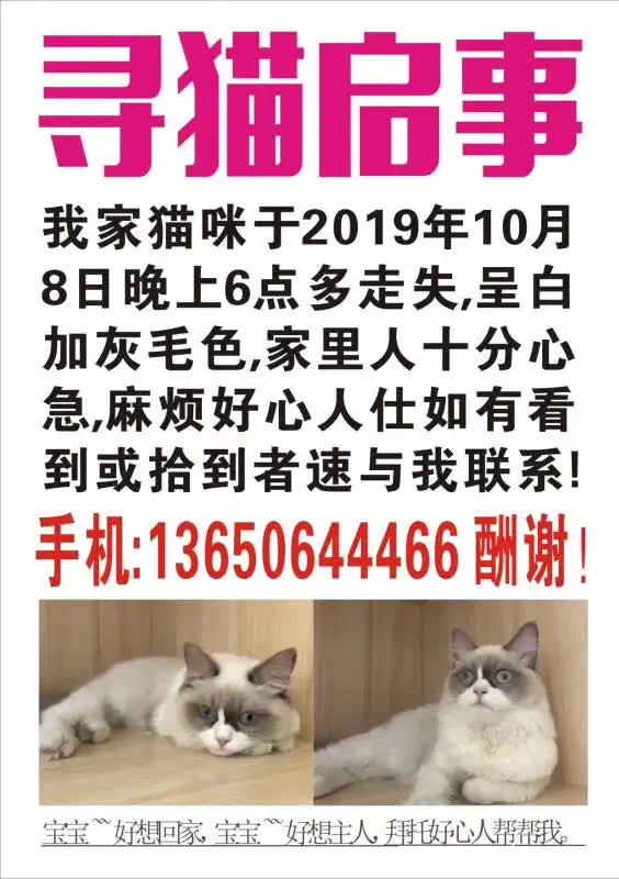 10月8日汕尾市海丰县附城镇永安达花园走失雄性布偶猫【寻布偶猫启示/启事】