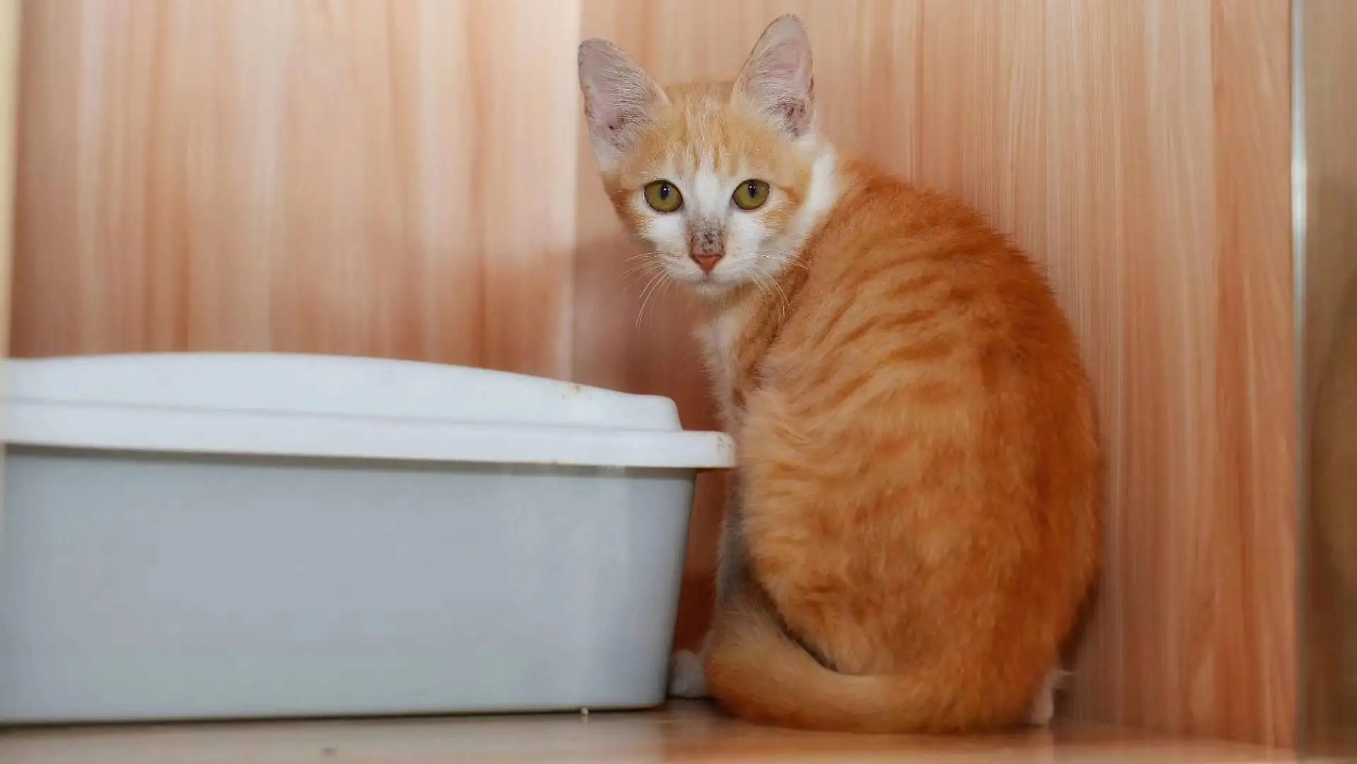 10月15日桂林市象山区宠爱一生宠物诊疗中心领养雄性橘猫【领养启示/启事】