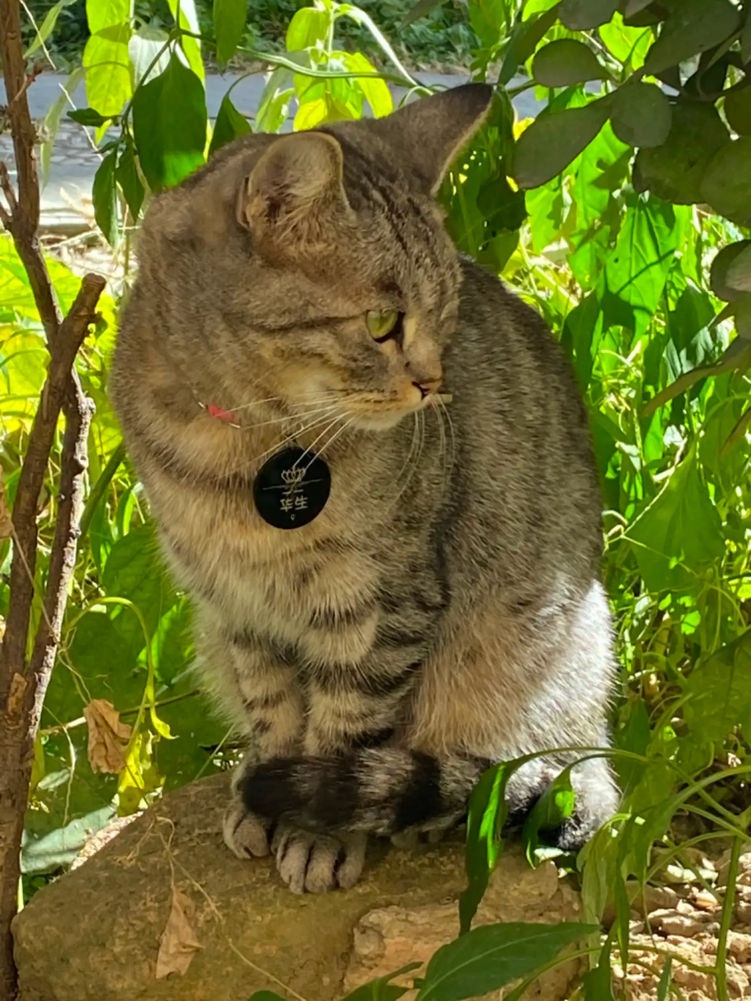 10月19日北京市回龙观龙跃苑四区捡到流浪狸花猫【招领启示/启事】