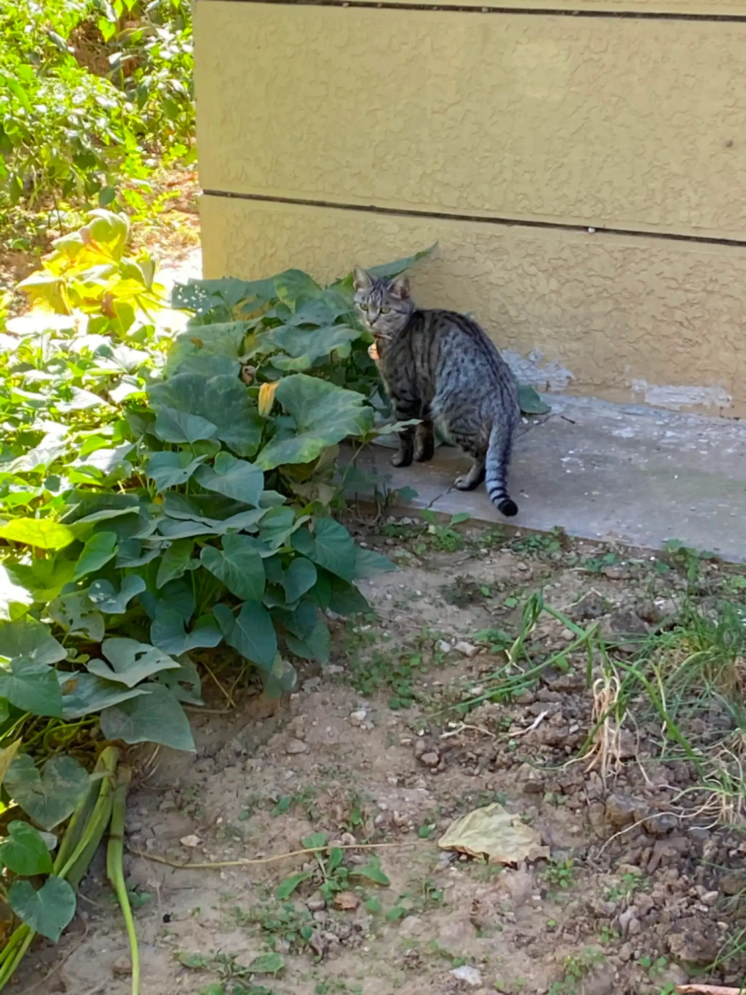 10月19日北京市回龙观龙跃苑四区捡到流浪狸花猫【招领启示/启事】