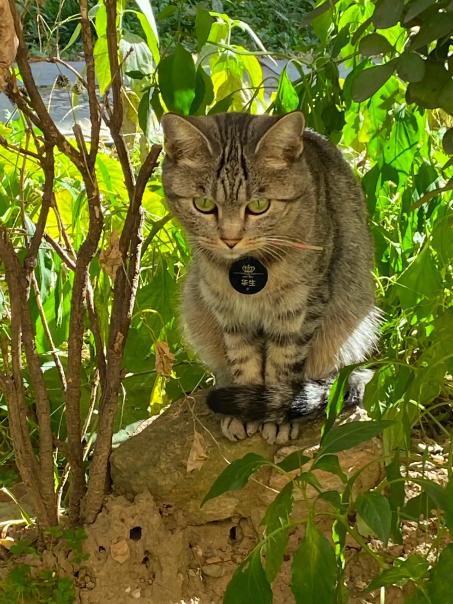 10月19日北京市回龙观龙跃苑四区捡到流浪狸花猫【招领启示/启事】