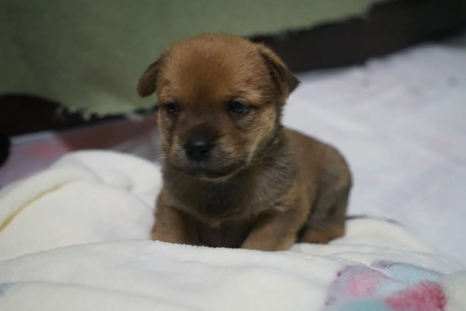 11月25日上海市闵行区上海市闵行区领养雌性土狗,柴犬,田园犬,中华田园犬【领养启示/启事】