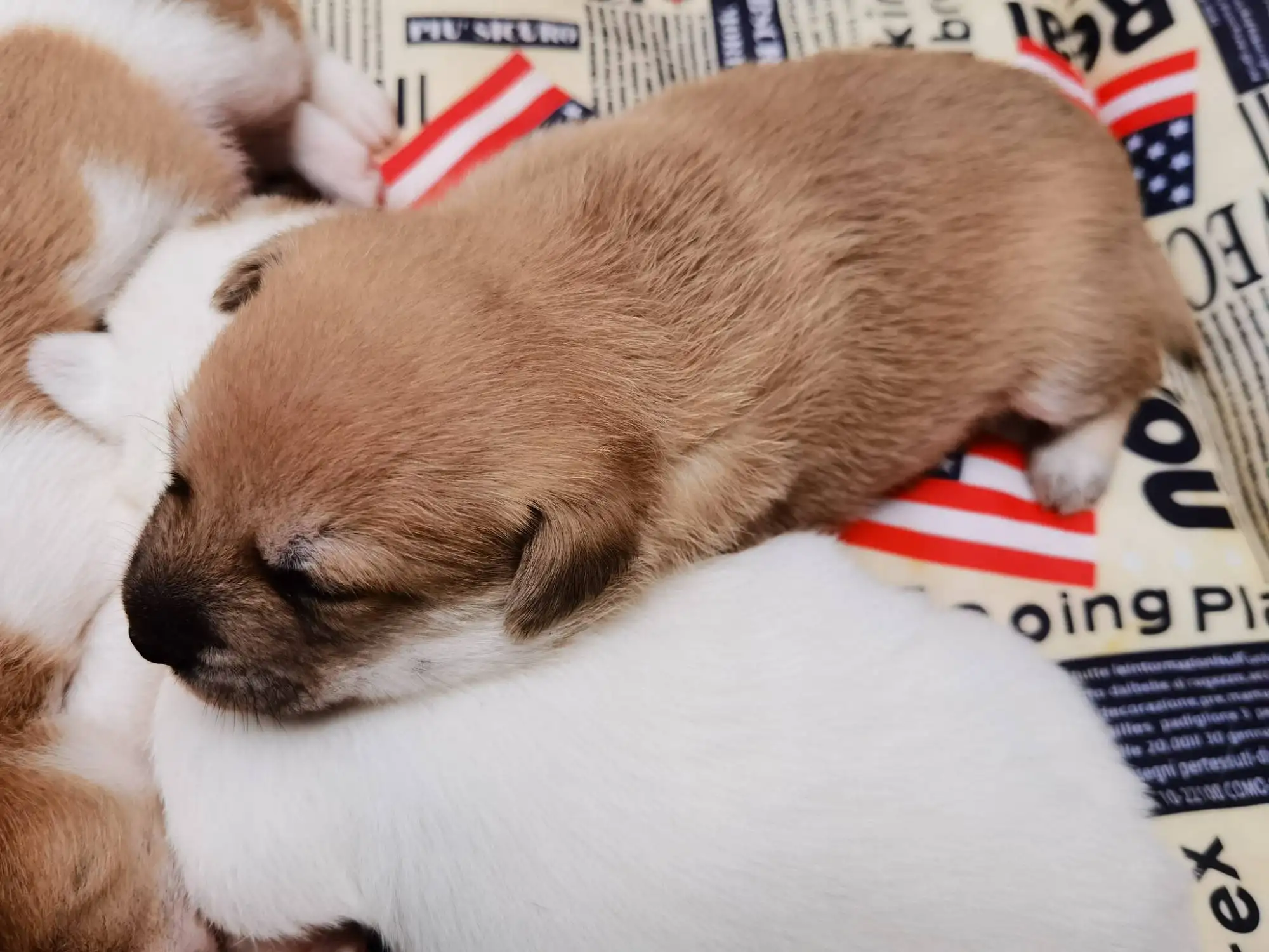 12月2日上海市松江区泰晤士小镇领养土狗,柴犬,田园犬,中华田园犬【领养启示/启事】