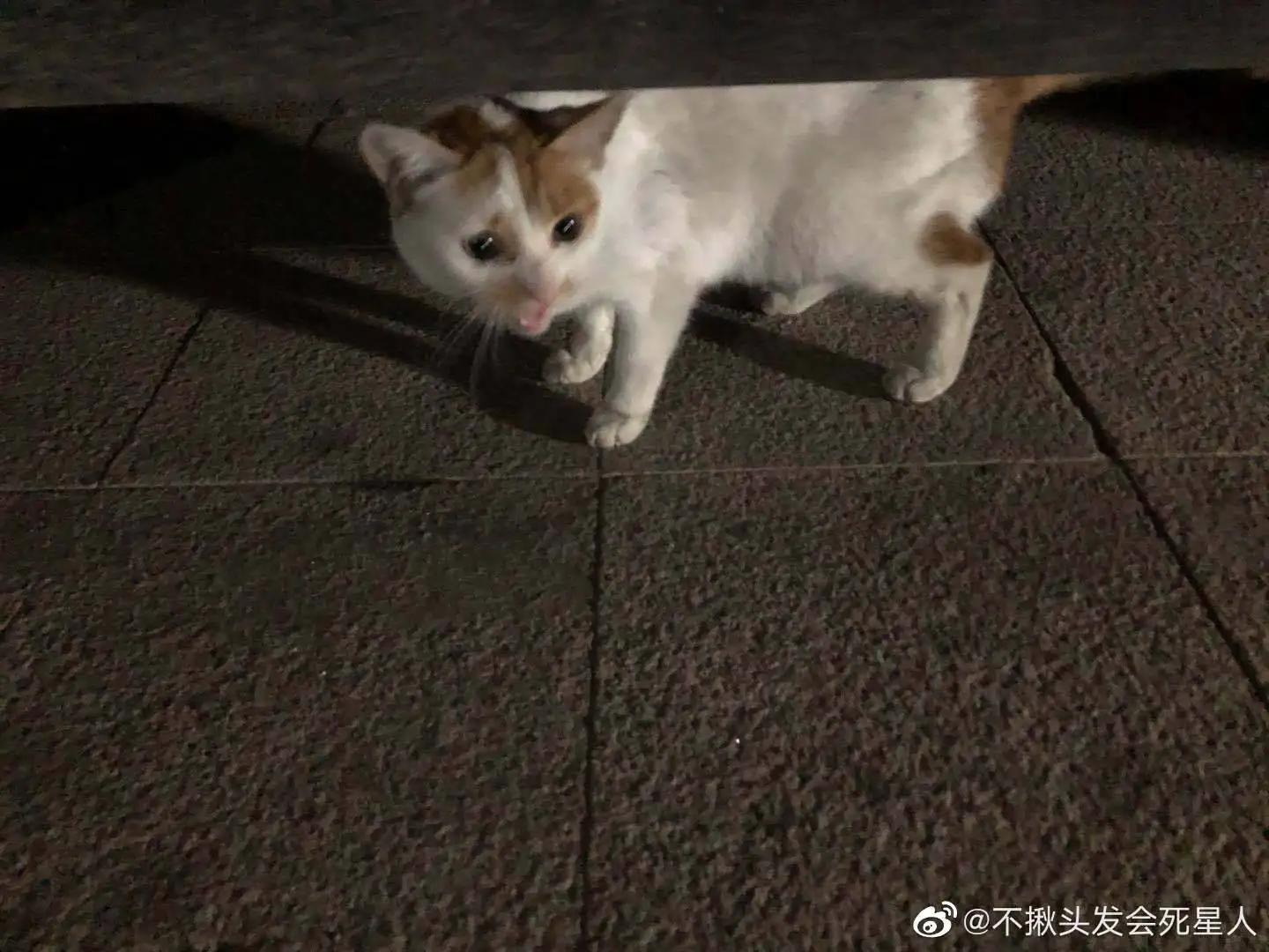 3月10日合肥市肥西县桃花镇政府附近发现流浪雌性猫,宠物猫,猫咪【流浪猫线索】