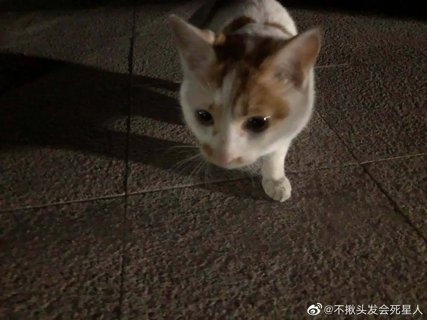 3月10日合肥市肥西县桃花镇政府附近发现流浪雌性猫,宠物猫,猫咪【流浪猫线索】