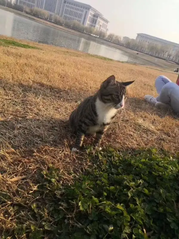 3月2日郑州市金水区小酷狗宠物生活馆领养雄性美短,美国短毛猫【领养启示/启事】