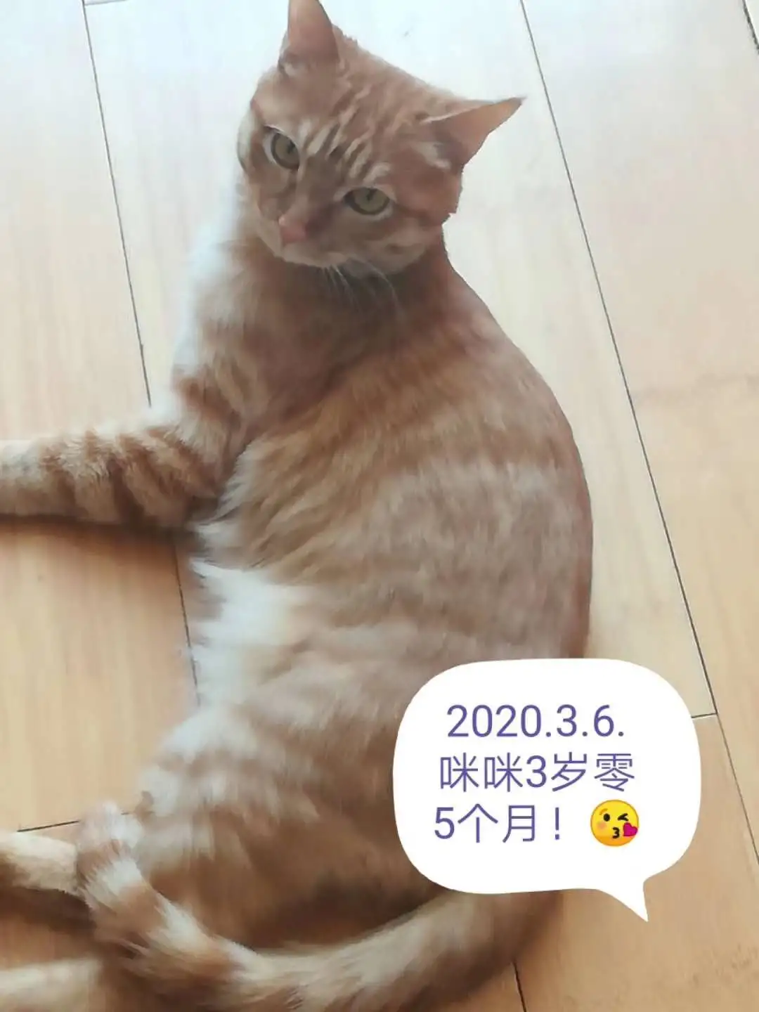 3月30日大庆市领养猫,宠物猫,猫咪【领养启示/启事】