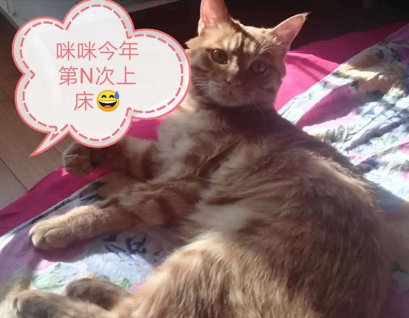 3月30日大庆市领养猫,宠物猫,猫咪【领养启示/启事】