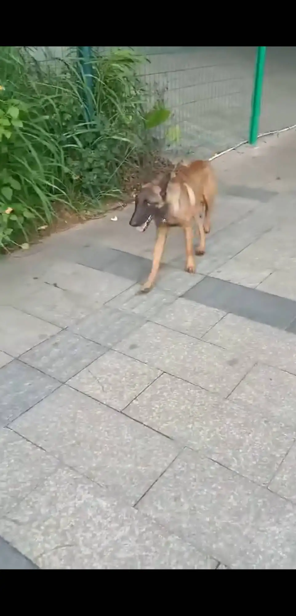 6月4日东莞市万科附近发现流浪马犬,比利时马里努阿犬【流浪马犬线索】