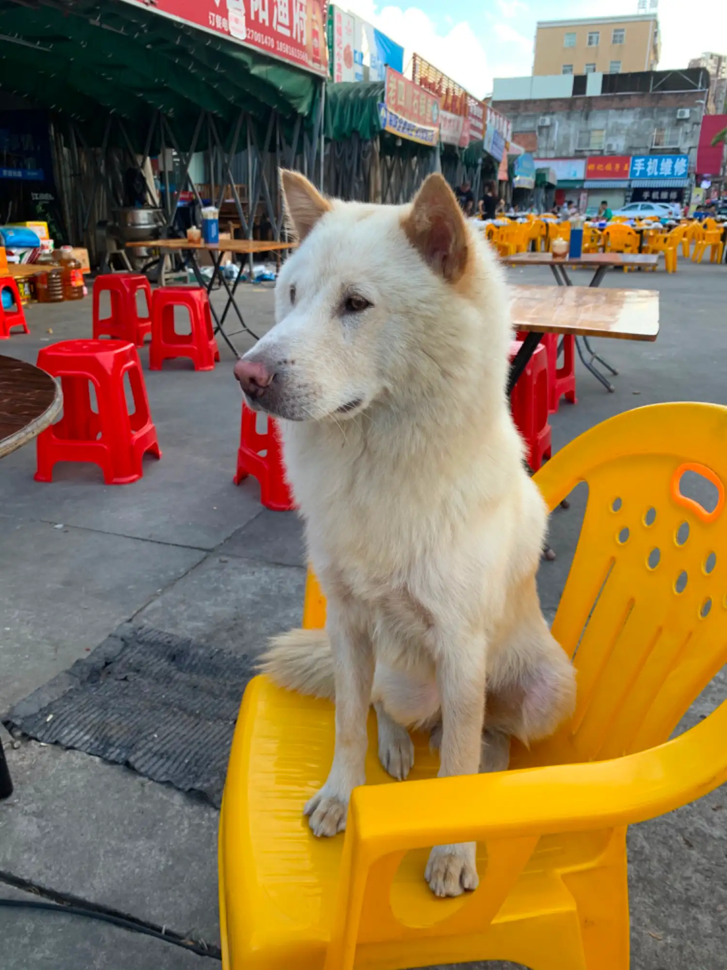 8月27日珠海市香洲区南屏镇广昌加油站附近走失雄性土狗,柴犬,田园犬,中华田园犬【寻土狗/田园犬启示/启事】