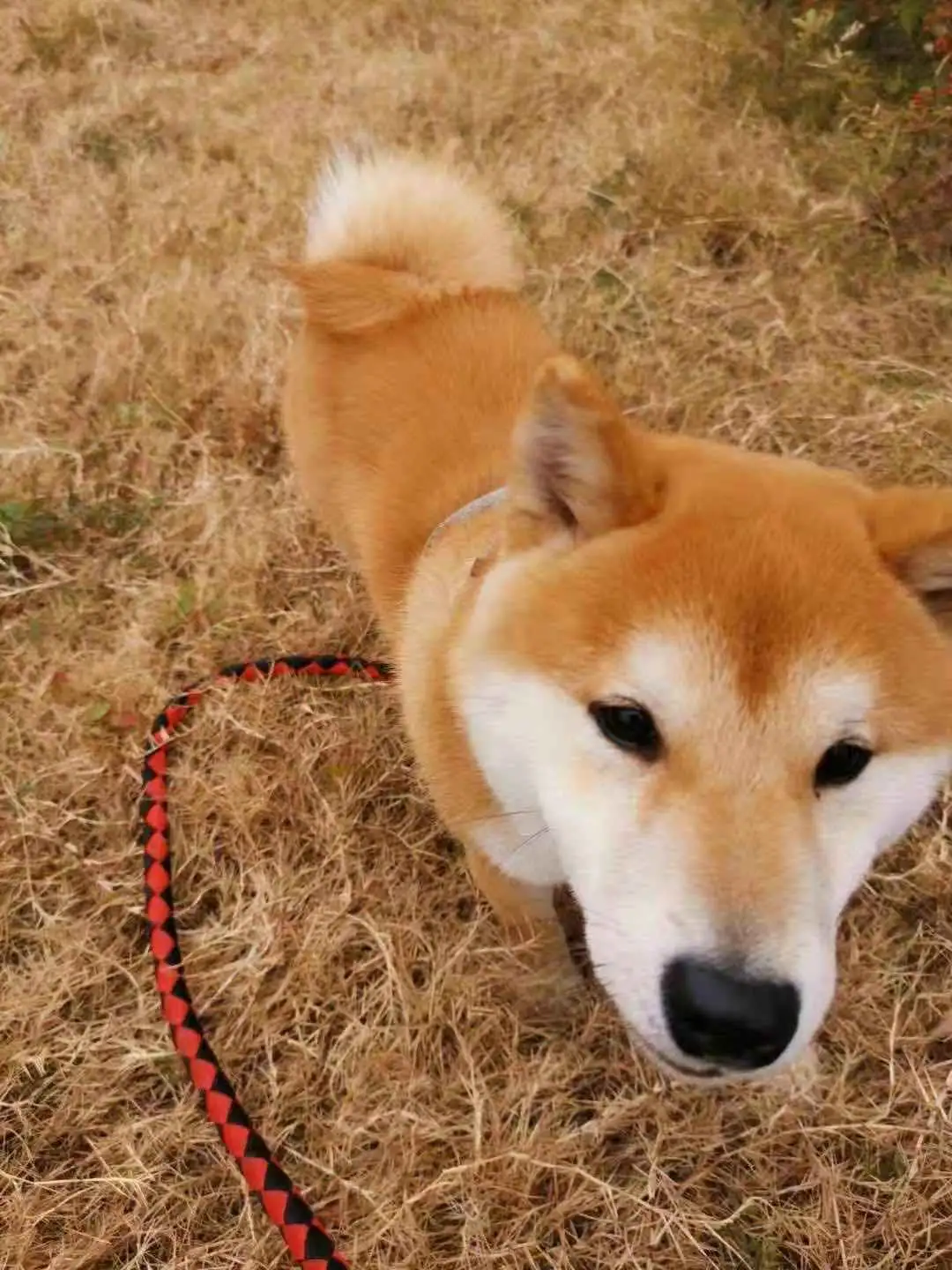 1月25日苏州市虎丘区邓尉路高板桥小区门口走失秋田犬【寻秋田犬启示/启事】