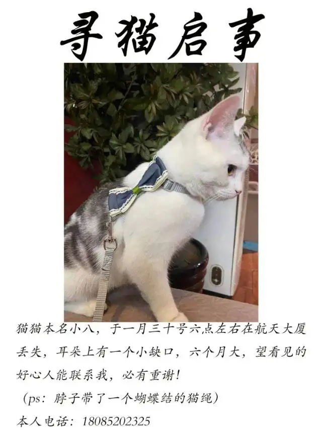 1月30日遵义市红花岗区大连路航天小学附近走失美短,美国短毛猫,起司猫【寻美国短毛猫启示/启事】