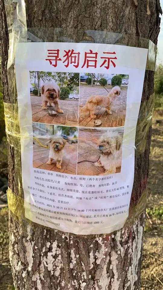 10月13日廊坊市大厂回族自治县莱茵佳苑西区走失西施犬【寻西施犬启示/启事】