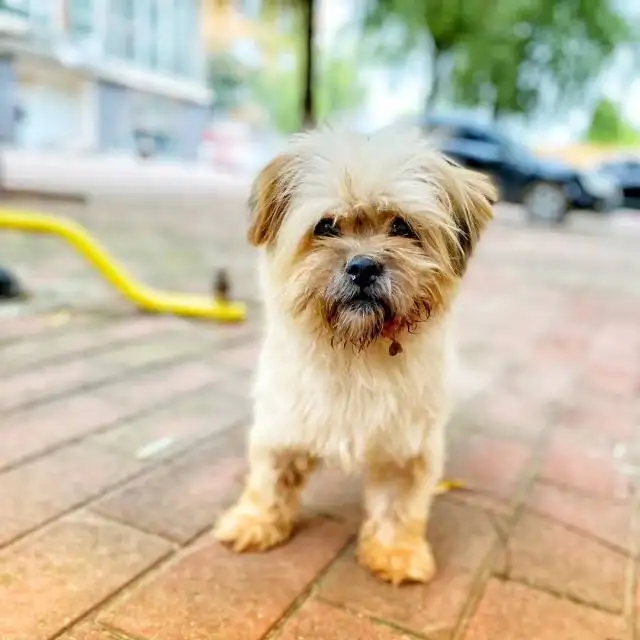 10月13日廊坊市大厂回族自治县莱茵佳苑西区走失西施犬【寻西施犬启示/启事】