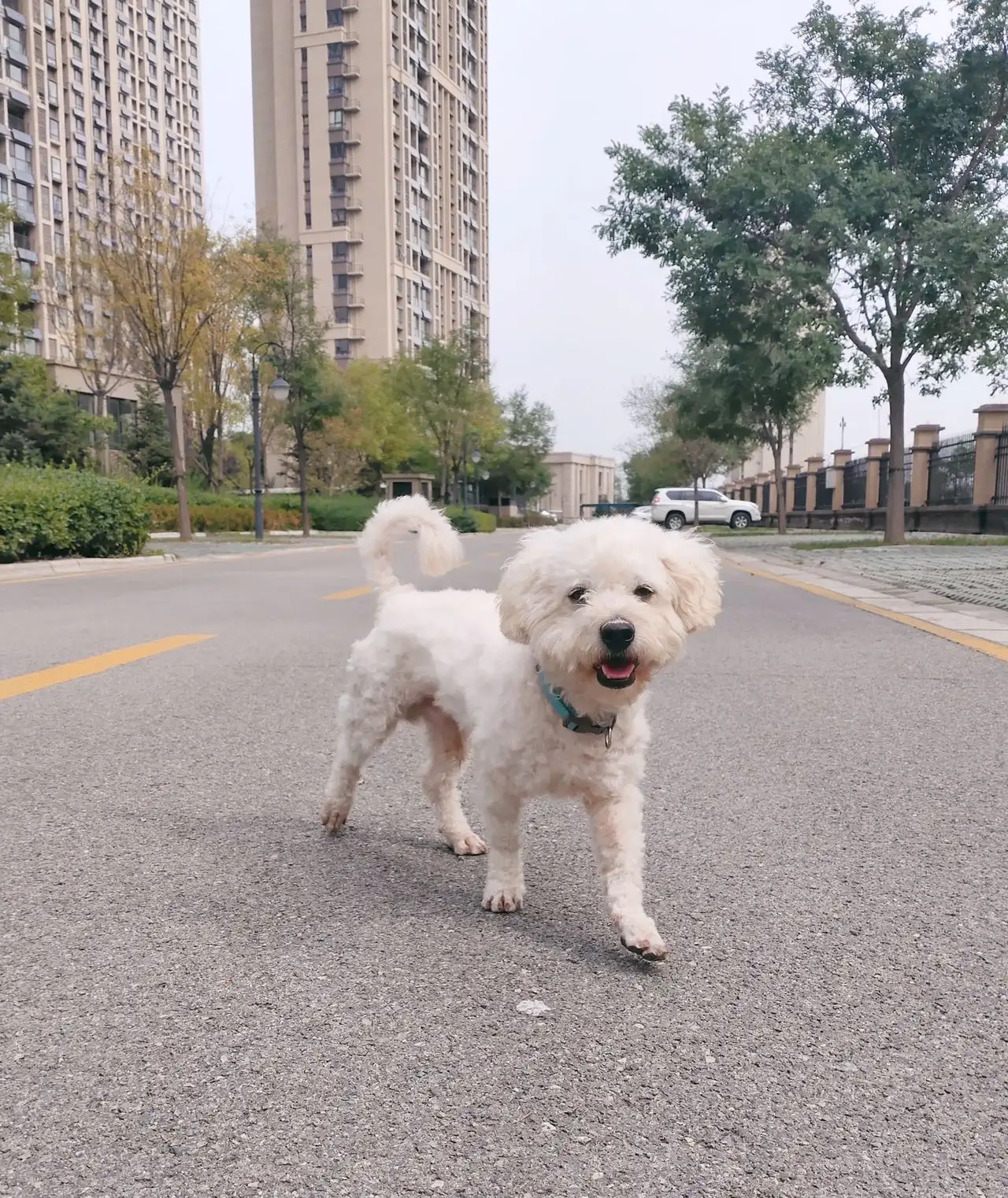 9月30日北京市丰台区杜家坎捡到流浪比熊【比熊招领启示/启事】