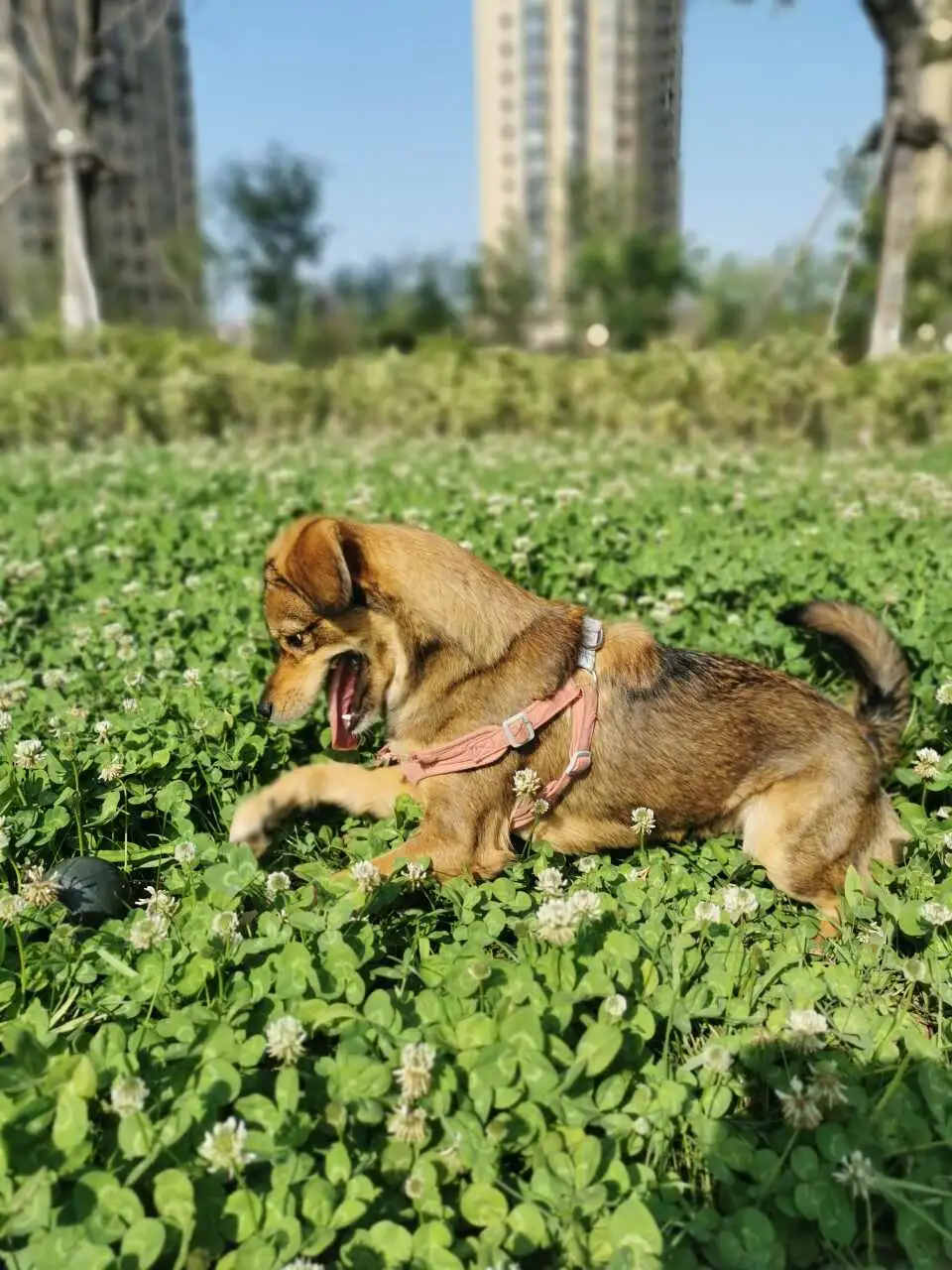 10月5日潍坊市昌乐县泥沟子村走失土狗,柴犬,田园犬,中华田园犬【寻土狗/田园犬启示/启事】