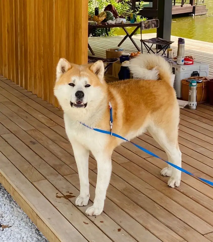 10月8日北京市朝阳区东坝七棵树创意园走失秋田犬【寻秋田犬启示/启事】