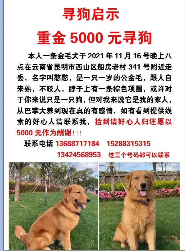 11月16日昆明市西山区船房老村341号走失金毛【寻金毛启示/启事】