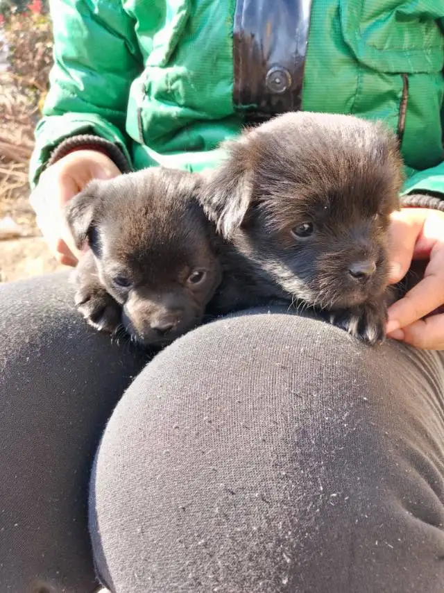 11月23日泰安市肥城市宁阳领养土狗,柴犬,田园犬,中华田园犬【领养启示/启事】