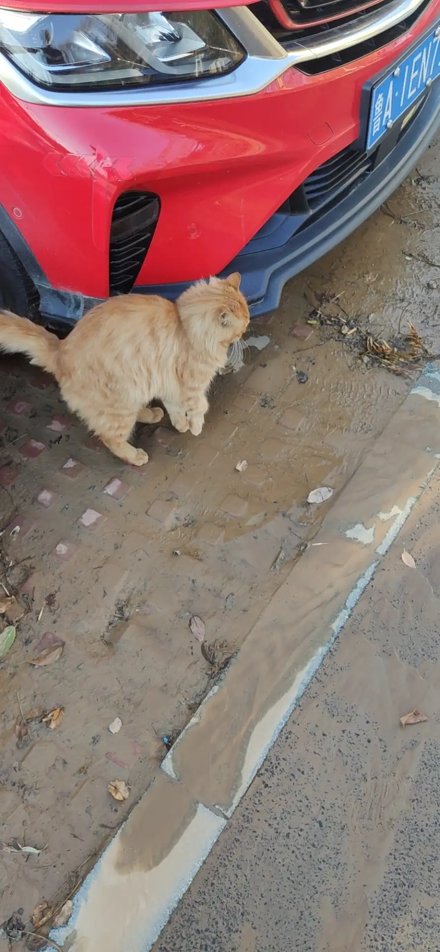 11月30日济南市历城区山东省济南市发现流浪猫,宠物猫,猫咪【流浪猫线索】