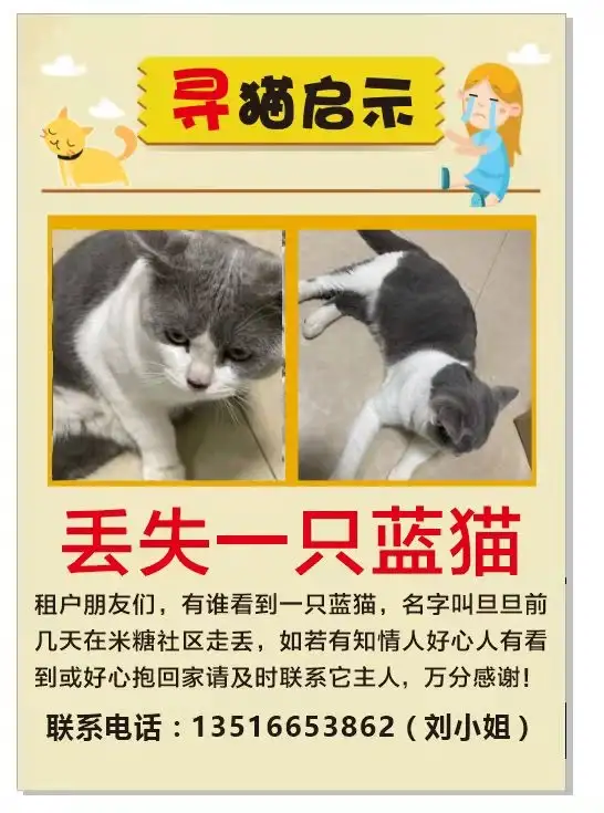 12月7日广州市天河区天河小新塘米糖社区走失猫,宠物猫,猫咪【寻猫启示/启事】