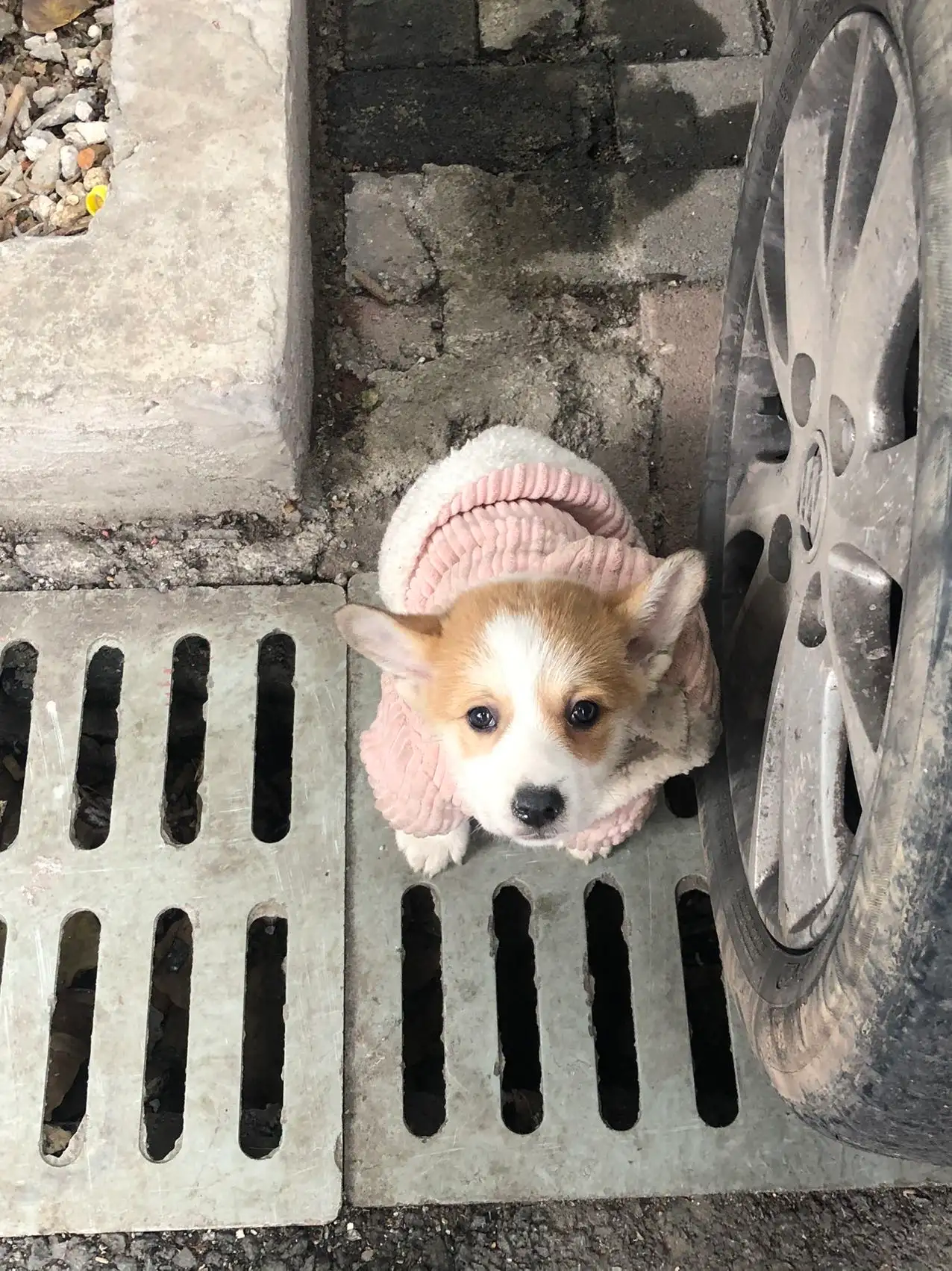 12月20日重庆市江北红旗河沟读书梁一村捡到流浪狗,宠物狗【狗招领启示/启事】