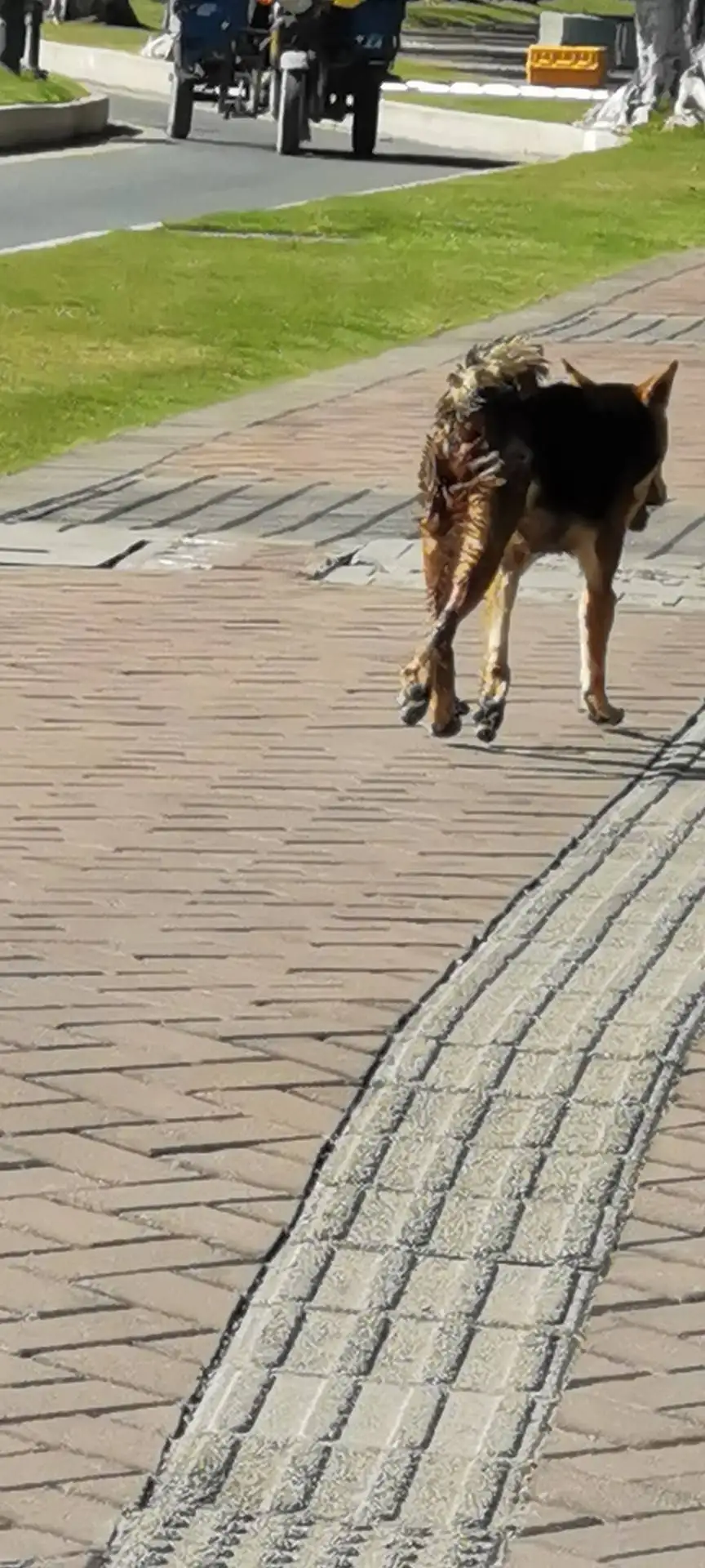 12月8日珠海市香洲区港湾一号汽车站发现流浪土狗,柴犬,田园犬,中华田园犬【流浪土狗/田园犬线索】