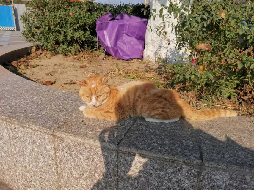 2月19日广元市苍溪县新苍中校发现流浪猫,宠物猫,猫咪【流浪猫线索】