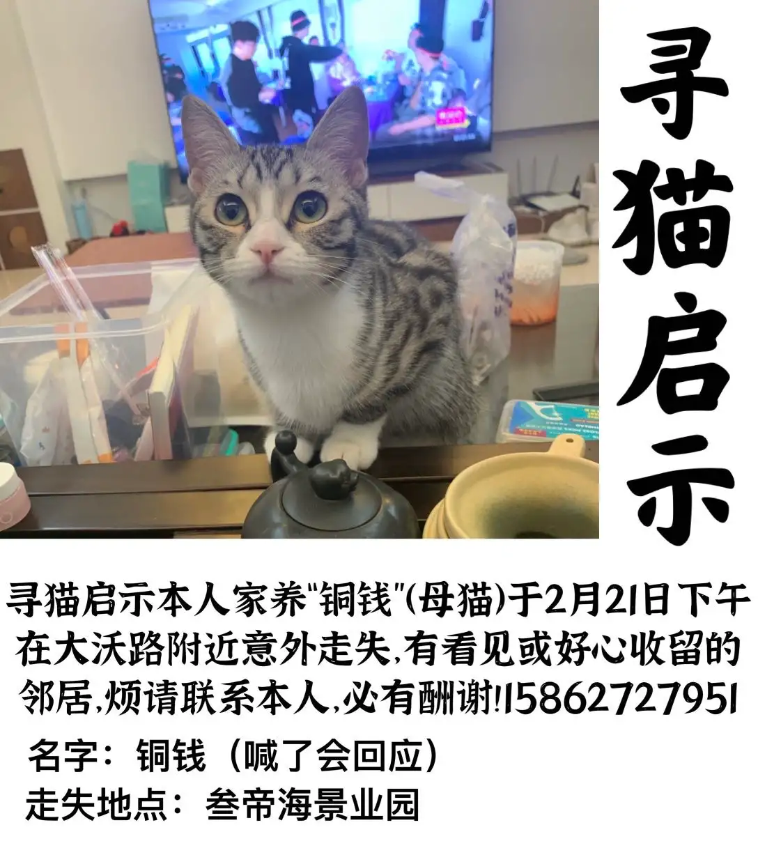 2月21日漳州市东山县大沃路叁帝海景业园走失美短,美国短毛猫,起司猫【寻美国短毛猫启示/启事】