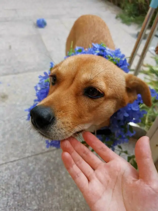 2月26日苏州市吴中区工业园区 青剑湖附近领养土狗,柴犬,田园犬,中华田园犬【领养启示/启事】