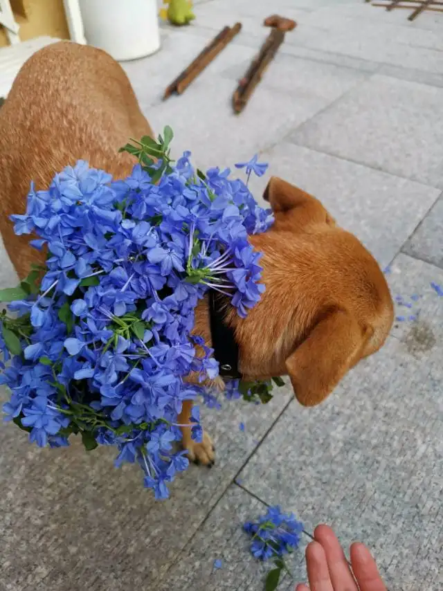 2月26日苏州市吴中区工业园区 青剑湖附近领养土狗,柴犬,田园犬,中华田园犬【领养启示/启事】