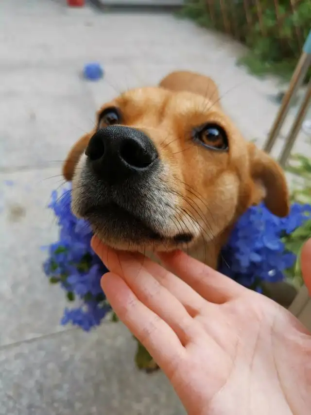 2月26日苏州市吴中区工业园区 青剑湖附近领养土狗,柴犬,田园犬,中华田园犬【领养启示/启事】