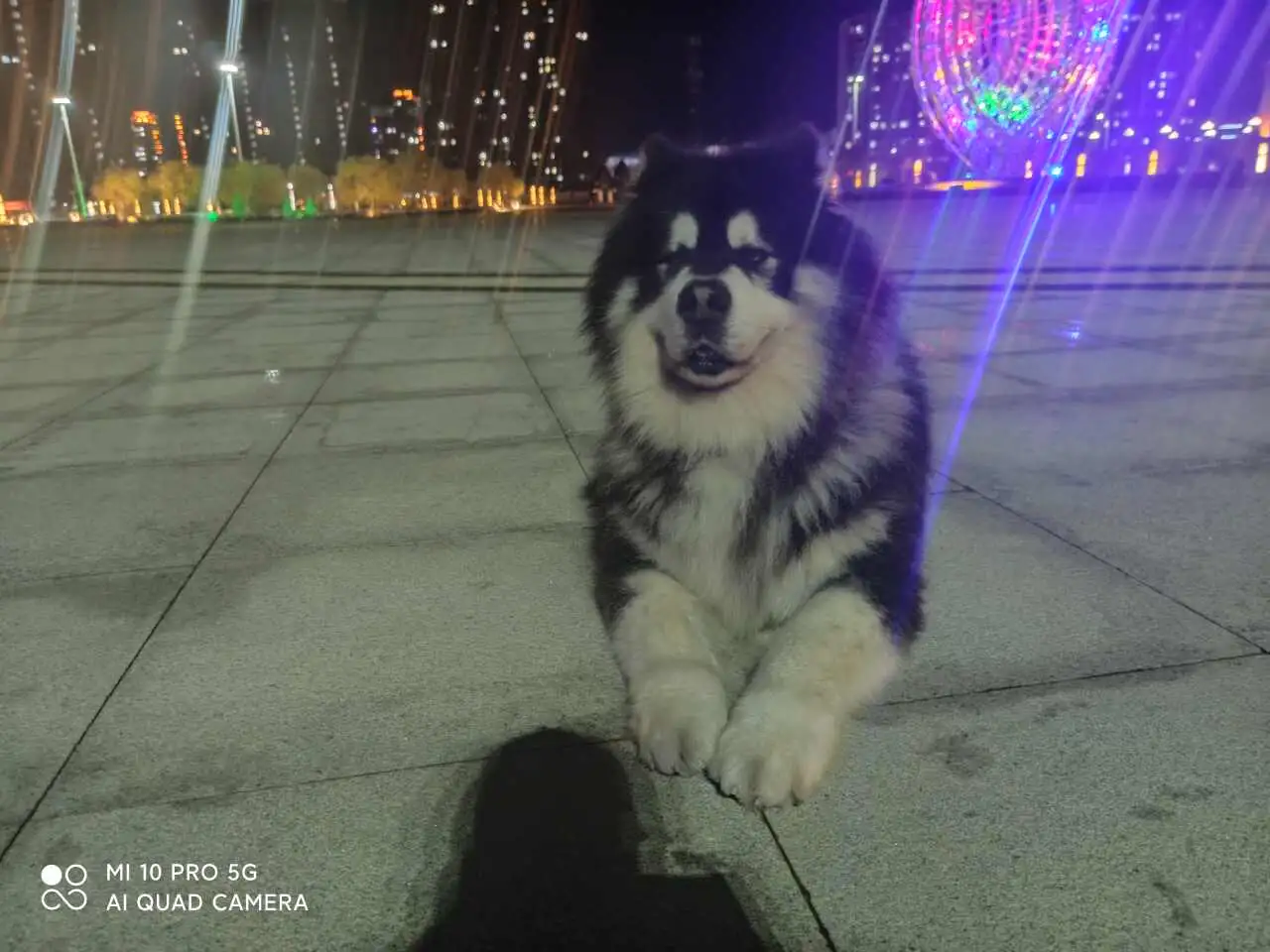 3月1日黑河市北安市站北路九道街走失阿拉斯加犬【寻阿拉斯加犬启示/启事】