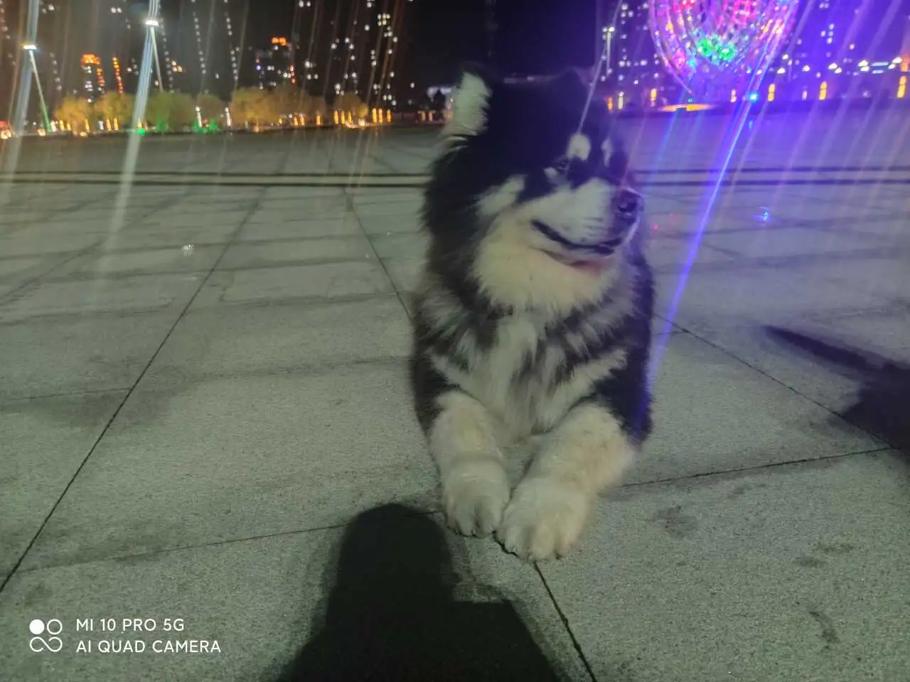 3月1日黑河市北安市站北路九道街走失阿拉斯加犬【寻阿拉斯加犬启示/启事】