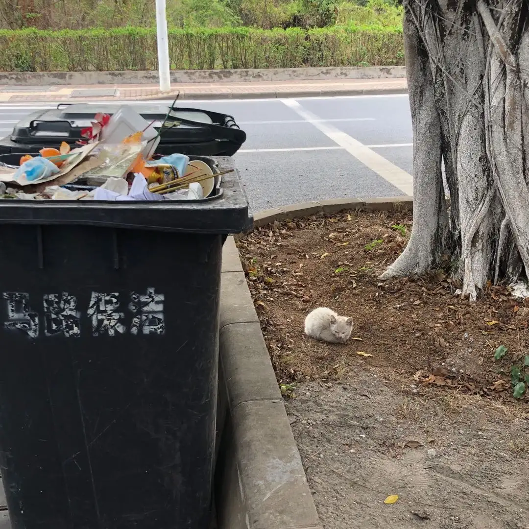 3月1日广州市花都区云峰花园附近发现流浪猫,宠物猫,猫咪【流浪猫线索】