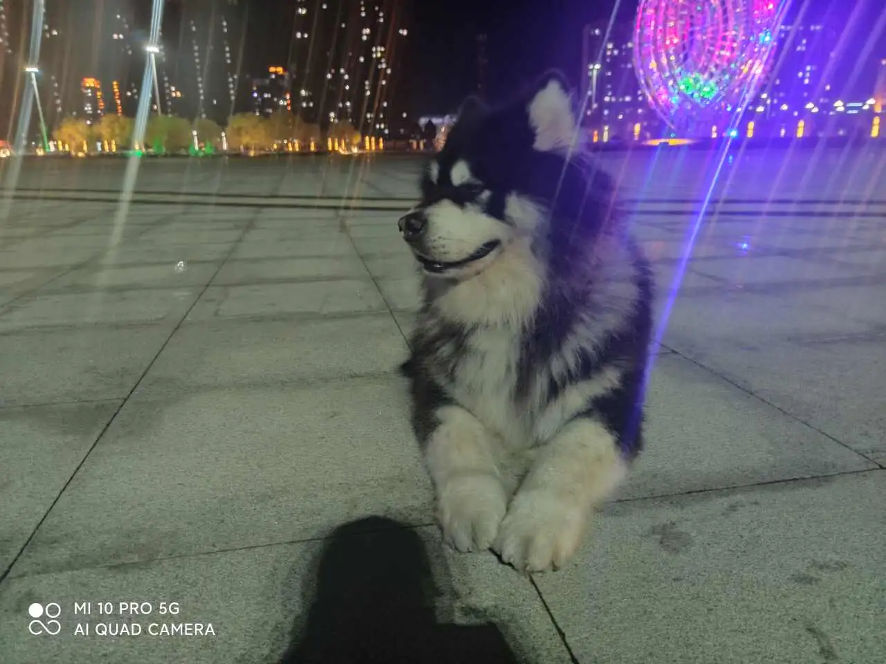 3月1日黑河市北安市站北路九道街走失阿拉斯加犬【寻阿拉斯加犬启示/启事】