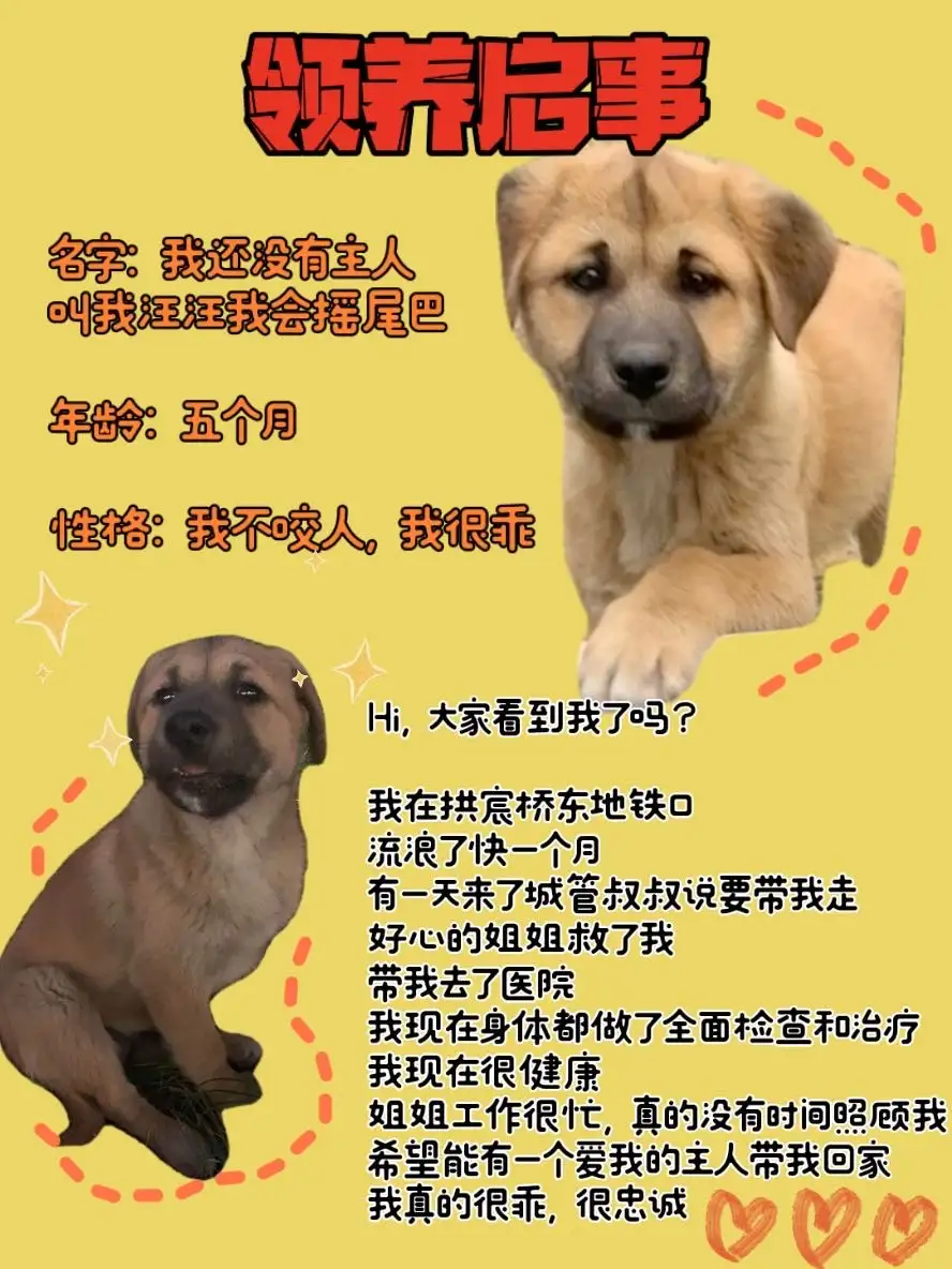 3月10日杭州市江干区杭州市领养土狗,柴犬,田园犬,中华田园犬【领养启示/启事】