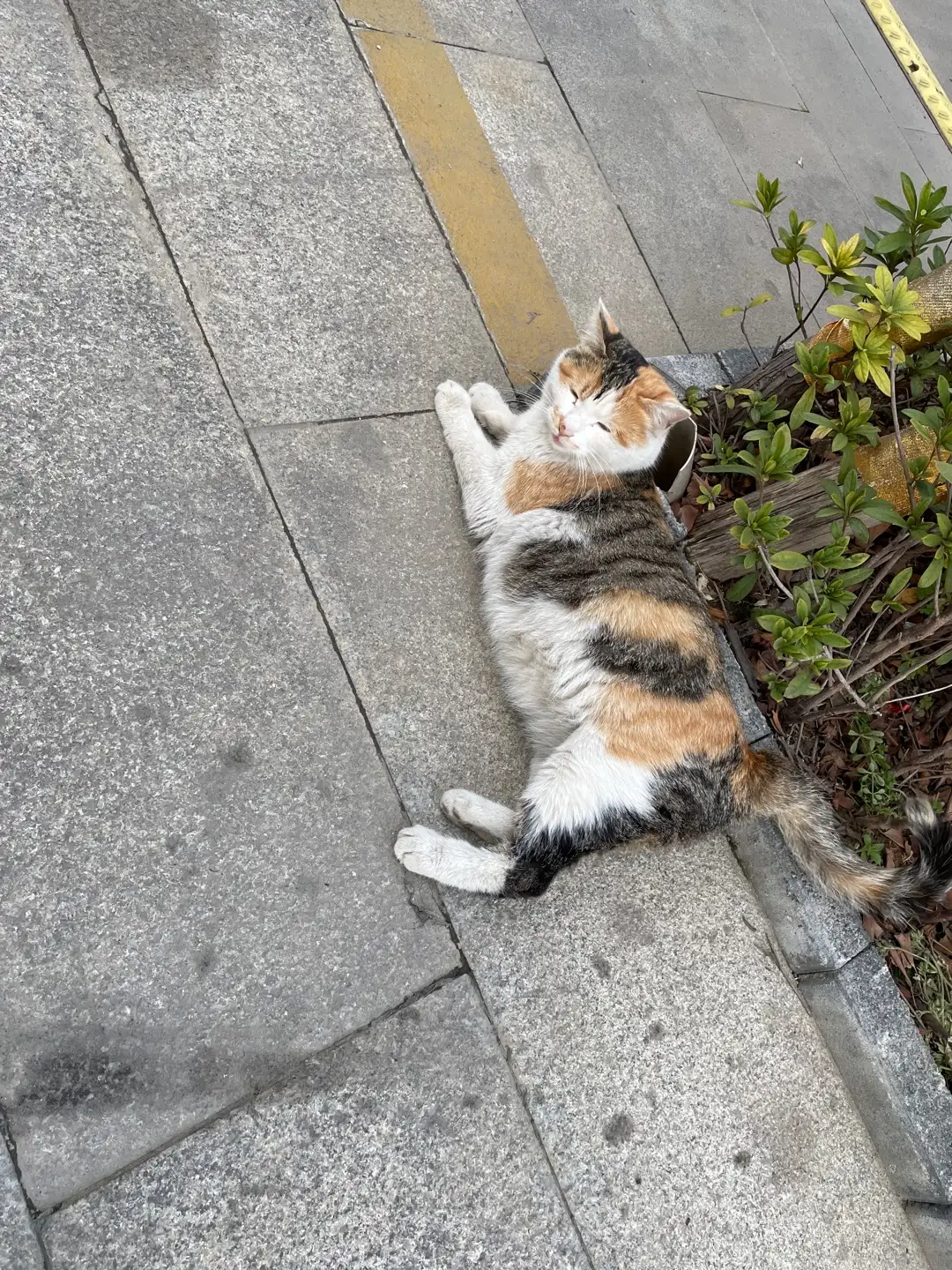 3月14日南京市玄武区苏宁紫金嘉悦10栋发现流浪猫,宠物猫,猫咪【流浪猫线索】