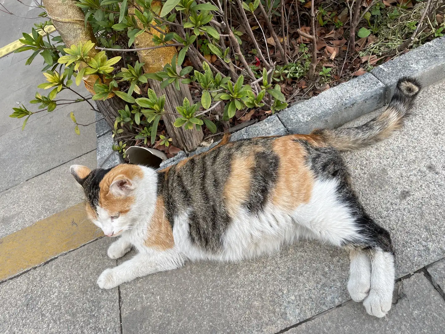 3月14日南京市玄武区苏宁紫金嘉悦10栋发现流浪猫,宠物猫,猫咪【流浪猫线索】