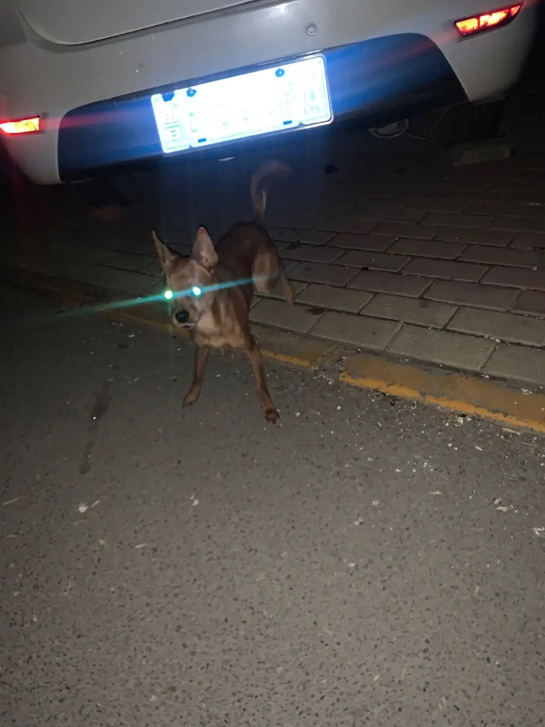 3月21日枣庄市市中区立新小区附近发现流浪小鹿犬【流浪小鹿犬线索】