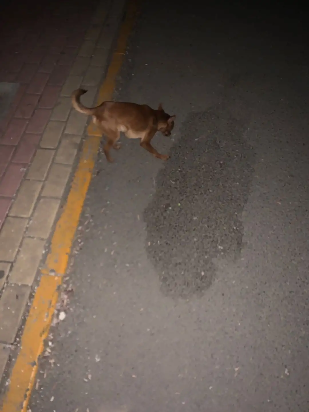 3月21日枣庄市市中区立新小区附近发现流浪小鹿犬【流浪小鹿犬线索】