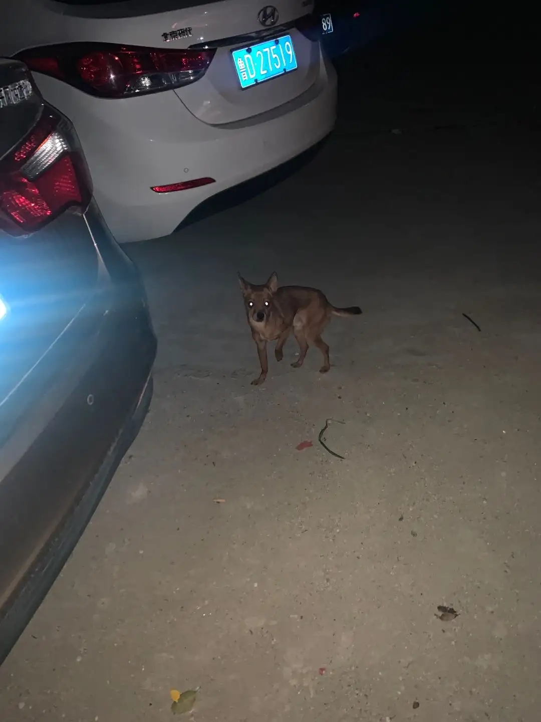 3月21日枣庄市市中区立新小区附近发现流浪小鹿犬【流浪小鹿犬线索】