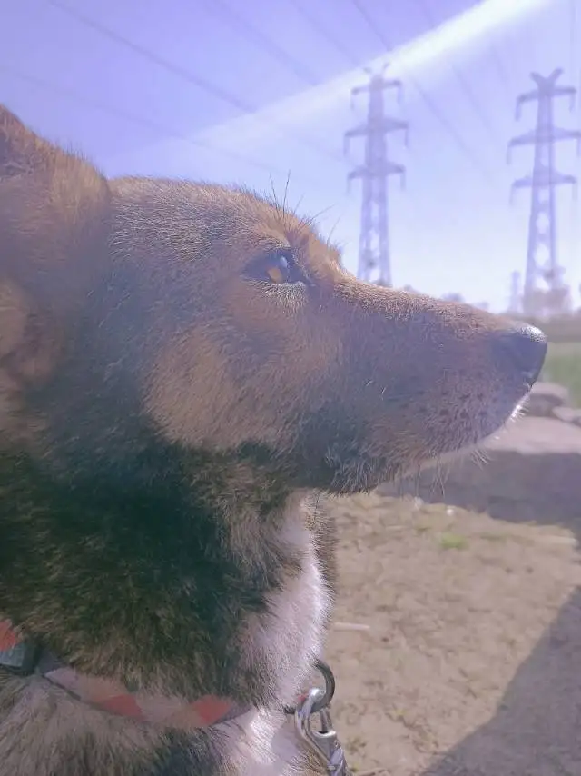 3月24日合肥市瑶海区瑶海区红光街道钢北二走失土狗,柴犬,田园犬,中华田园犬【寻土狗/田园犬启示/启事】