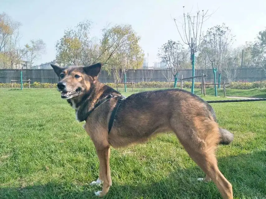 3月24日合肥市瑶海区瑶海区红光街道钢北二走失土狗,柴犬,田园犬,中华田园犬【寻土狗/田园犬启示/启事】