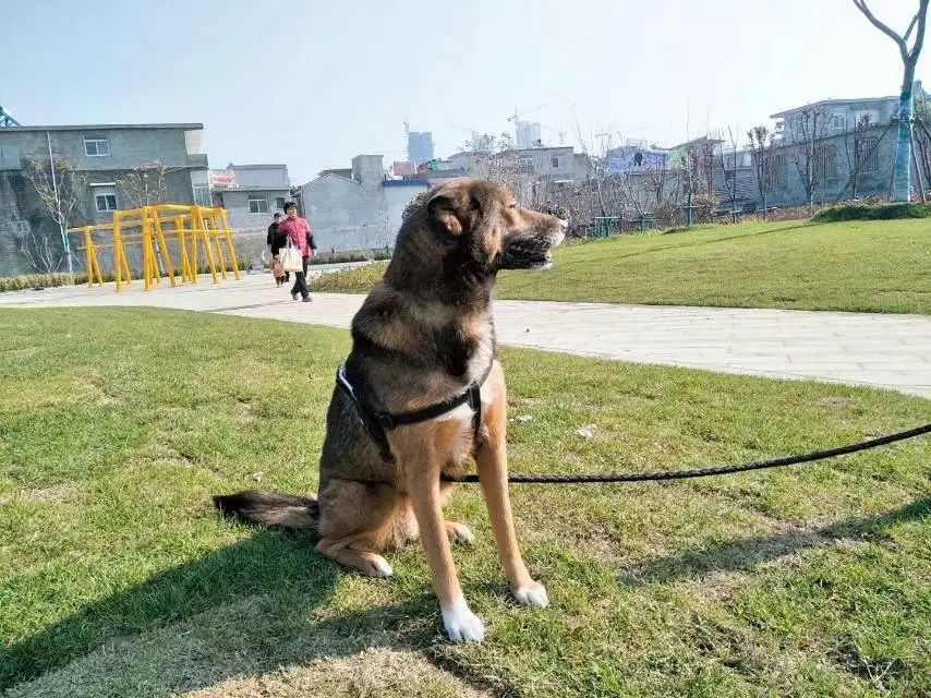 3月24日合肥市瑶海区瑶海区红光街道钢北二走失土狗,柴犬,田园犬,中华田园犬【寻土狗/田园犬启示/启事】