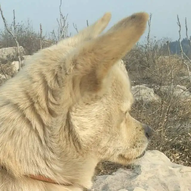 2月15日泰安市东平县接山镇纸坊村走失土狗,柴犬,田园犬,中华田园犬【寻土狗/田园犬启示/启事】