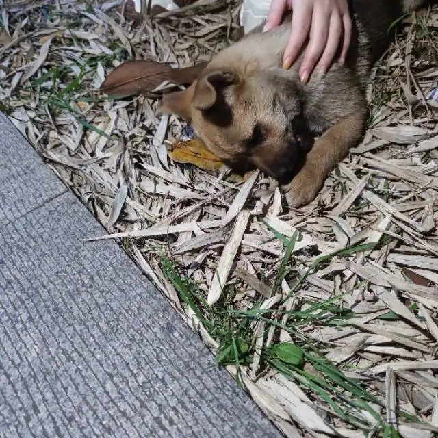 4月6日南京市栖霞区南京大学仙林校区发现流浪土狗,柴犬,田园犬,中华田园犬【流浪土狗/田园犬线索】