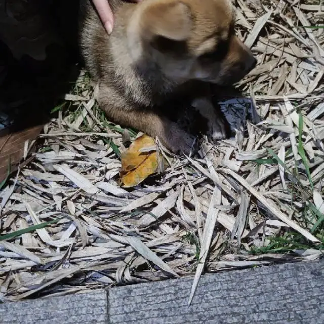 4月6日南京市栖霞区南京大学仙林校区发现流浪土狗,柴犬,田园犬,中华田园犬【流浪土狗/田园犬线索】