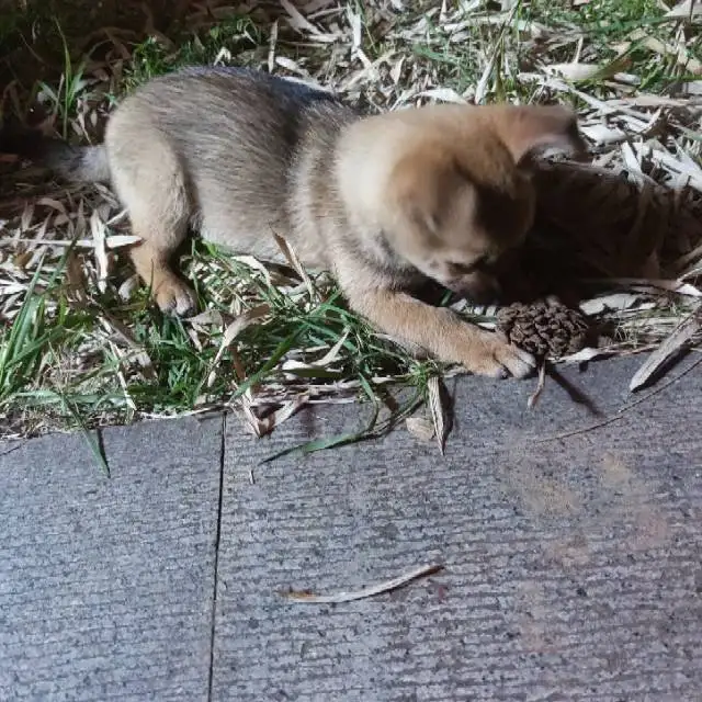 4月6日南京市栖霞区南京大学仙林校区发现流浪土狗,柴犬,田园犬,中华田园犬【流浪土狗/田园犬线索】